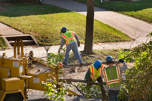 Best Lawn Renovation and Restoration  in Colleyville, TX