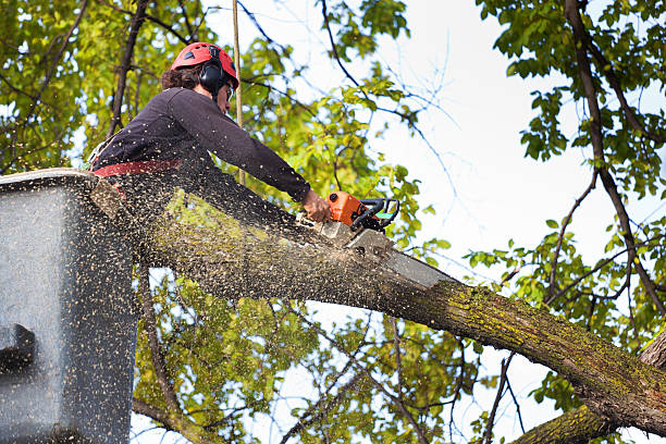 Best Arborist Consultation Services  in Colleyville, TX